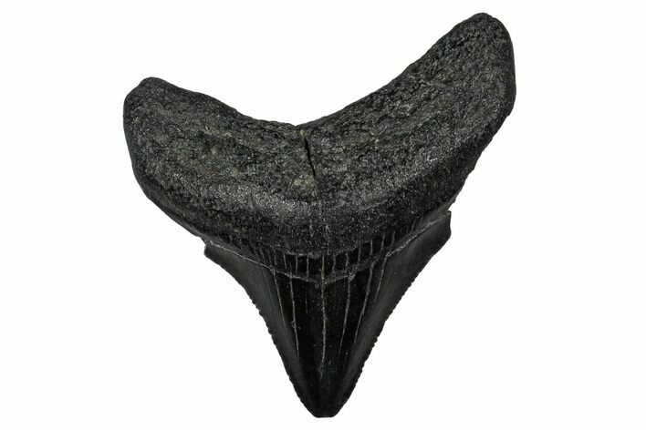 Serrated, Juvenile Megalodon Tooth - South Carolina #340638